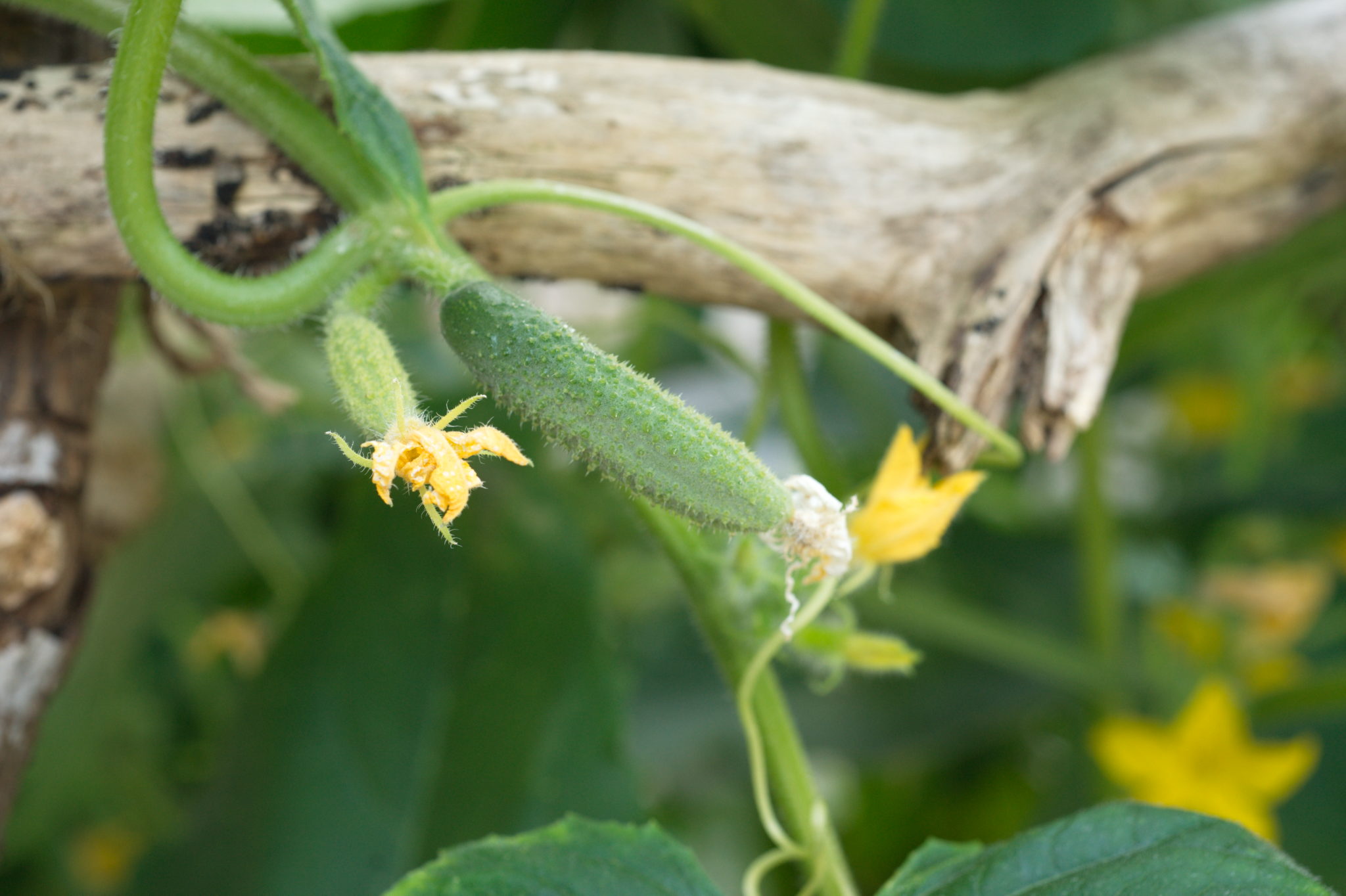 20210721  Gruen(t)raumHeimfeld 016